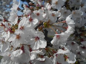 kimuro-hanami